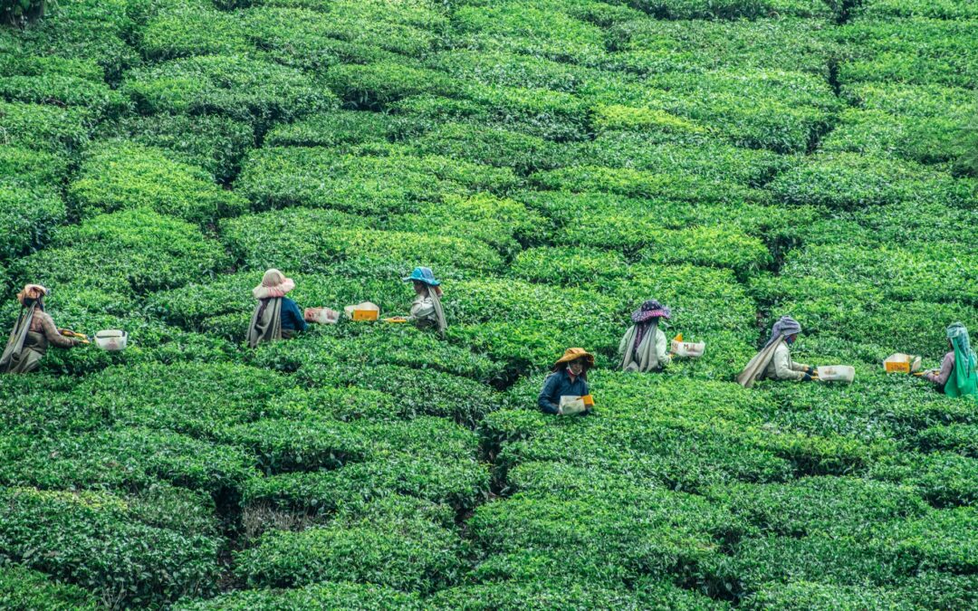 برترین کشورهای تولید کننده چای در جهان در سال 2023